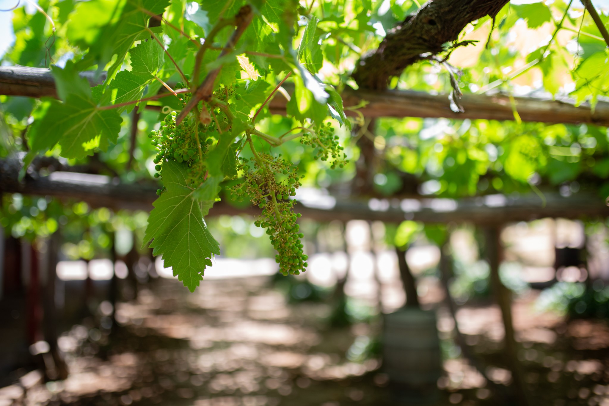 Invina 5 NUEVAS VIÑAS SOCIAS SE INTEGRAN ESTE 2021 A RUTA VINO DEL VALLE DEL ...