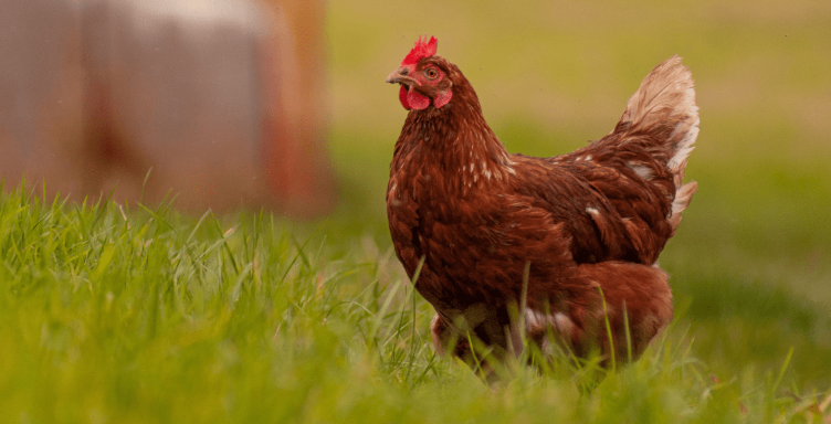 gallina