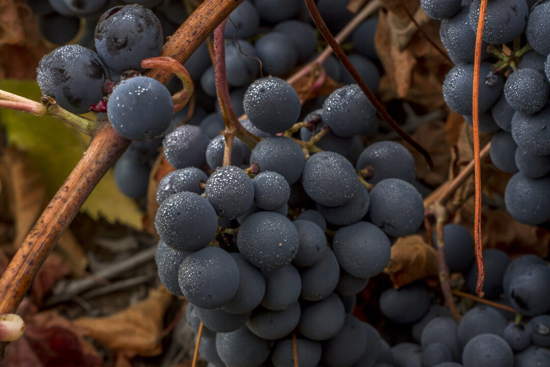 uvas