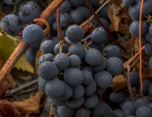 uvas