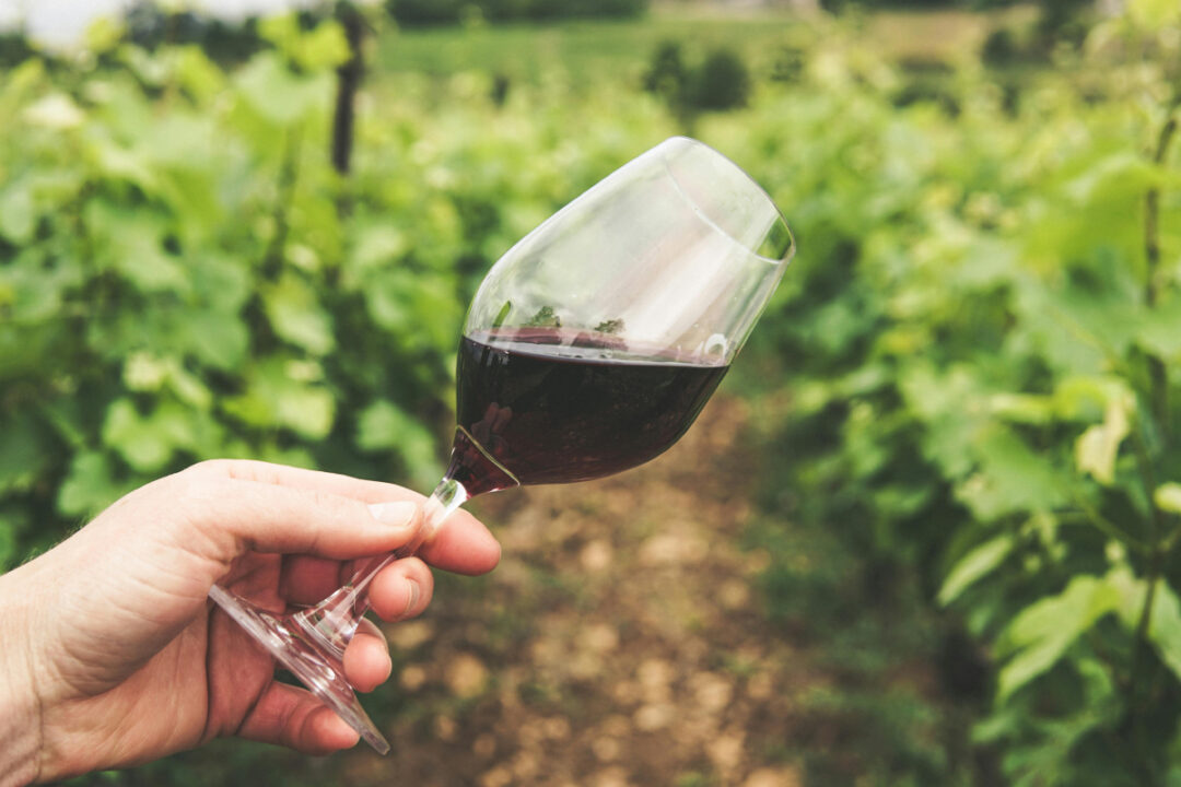 vino